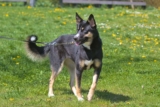 Raseprofil: Lapsk vallhund