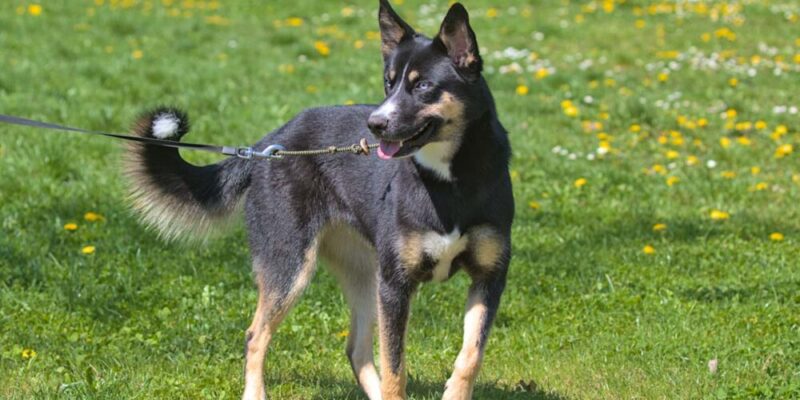 Raseprofil: Lapsk vallhund