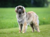 Raseprofil: Leonberger