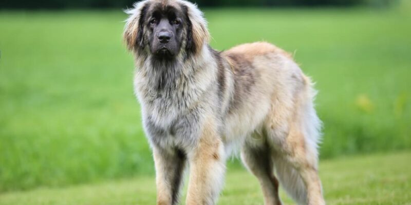 Raseprofil: Leonberger