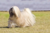 Raseprofil: Lhasa apso