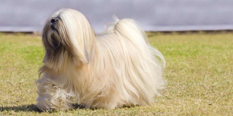 Raseprofil: Lhasa apso