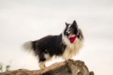 Raseprofil: Mackenzie river husky