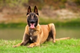 Raseprofil: Belgisk fårehund malinois