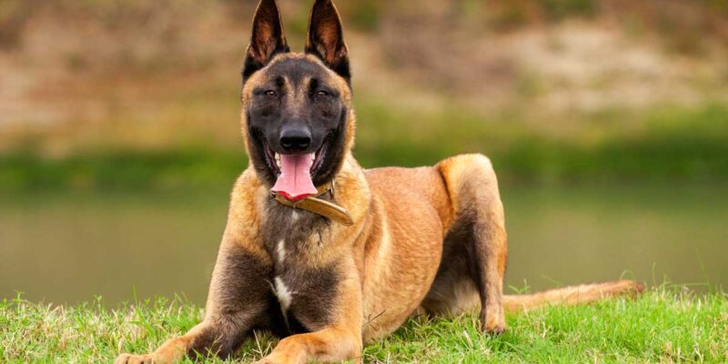 Raseprofil: Belgisk fårehund malinois