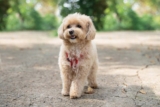 Raseprofil: Maltipoo