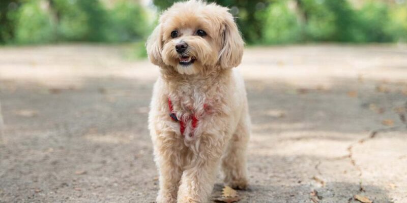 Raseprofil: Maltipoo