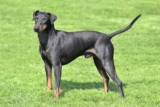 Raseprofil: Manchester terrier