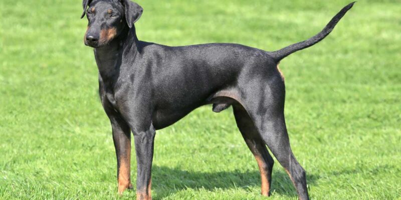 Raseprofil: Manchester terrier