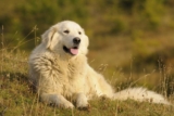 Raseprofil: Maremma