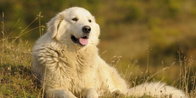 Raseprofil: Maremma