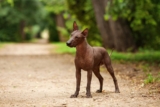 Raseprofil: Meksikansk nakenhund