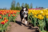 Raseprofil: Miniature american shepherd