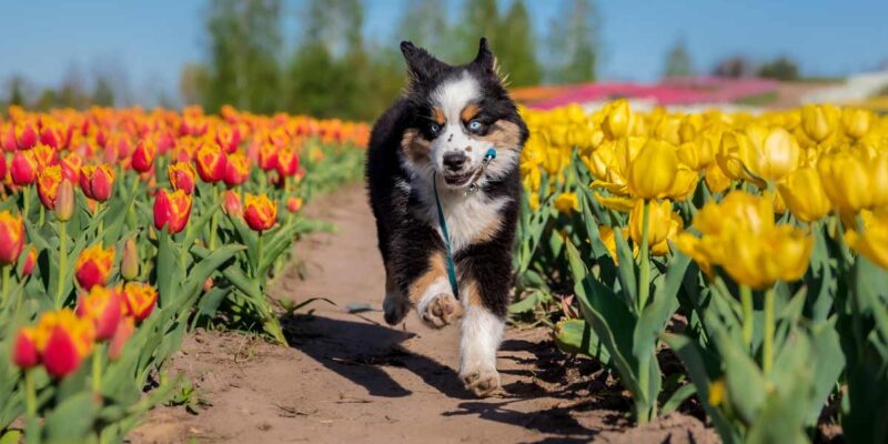 Raseprofil: Miniature american shepherd