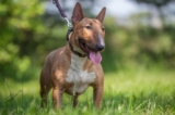 Raseprofil: Bull terrier