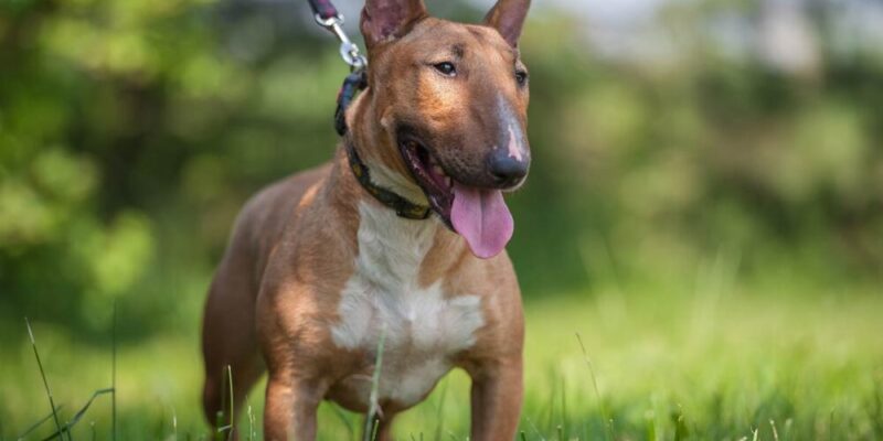 Raseprofil: Bull terrier