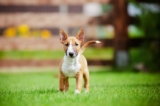 Raseprofil: Miniature bull terrier