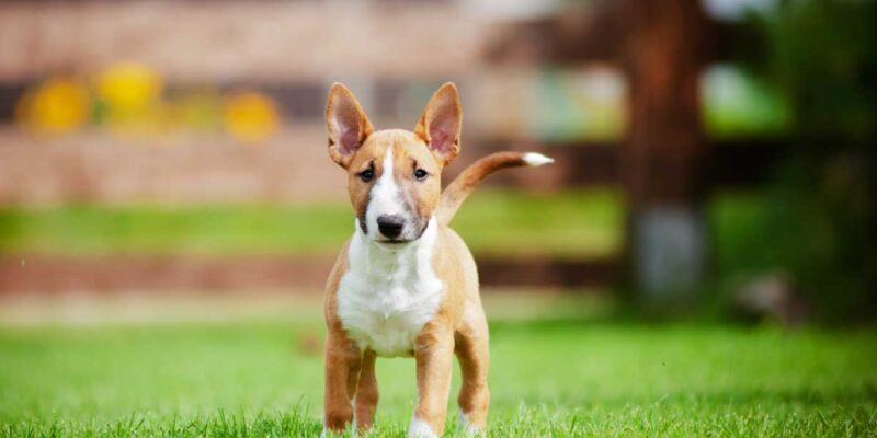 Raseprofil: Miniature bull terrier