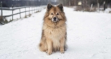 Raseprofil: Mittelspitz (mellomspitz)