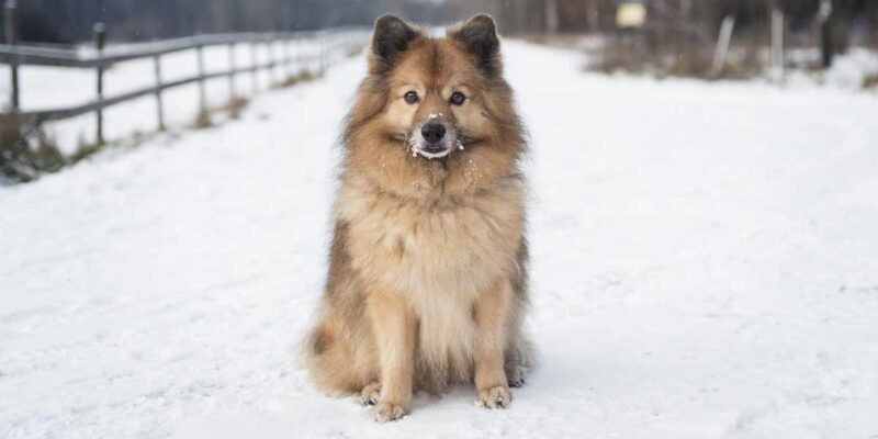 Raseprofil: Mittelspitz (mellomspitz)