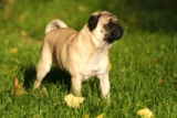 Raseprofil: Mops (pugs)