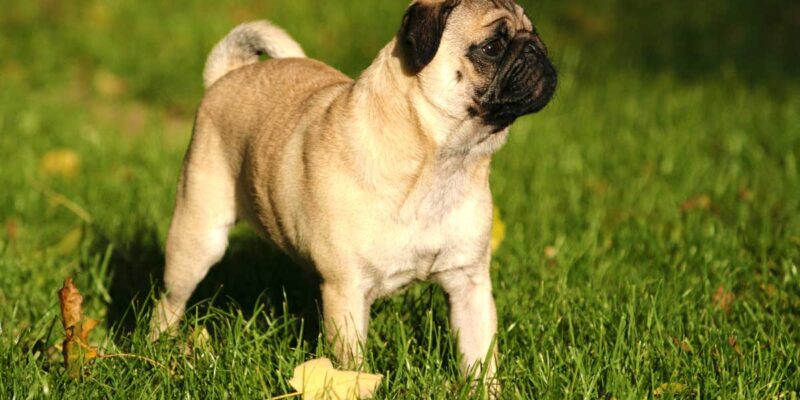 Raseprofil: Mops (pugs)