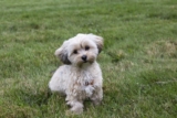 Raseprofil: Morkie