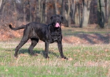Raseprofil: Napolitansk mastiff