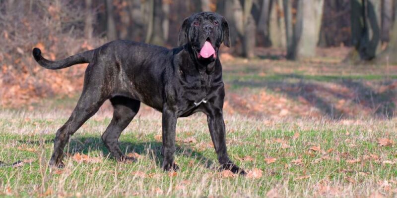 Raseprofil: Napolitansk mastiff
