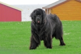 Raseprofil: Newfoundlandshund