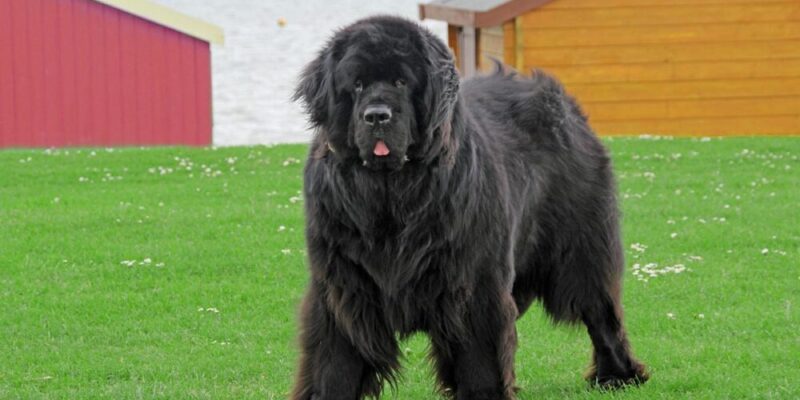 Raseprofil: Newfoundlandshund