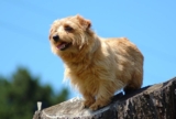 Raseprofil: Norfolk terrier