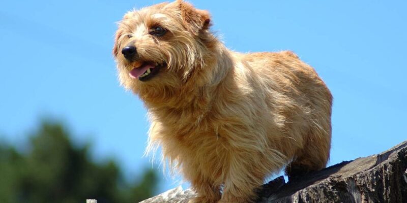 Raseprofil: Norfolk terrier