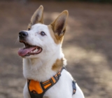 Raseprofil: Norrbottenspets