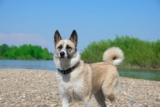 Raseprofil: Norsk buhund