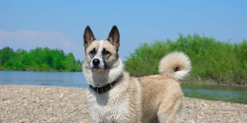 Raseprofil: Norsk buhund