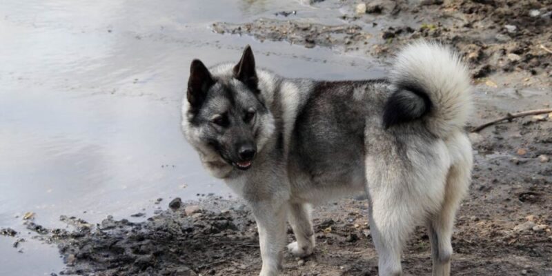 Hva er Norges nasjonalhund?