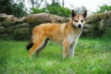Raseprofil: Norsk lundehund