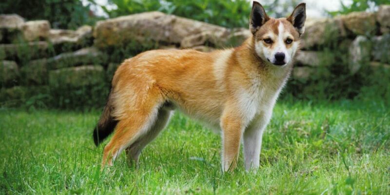 Raseprofil: Norsk lundehund
