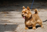 Raseprofil: Norwich terrier