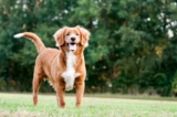 Raseprofil: Nova scotia duck tolling retriever (toller)