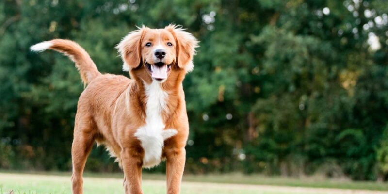 Raseprofil: Nova scotia duck tolling retriever (toller)