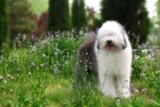 Raseprofil: Old english sheepdog