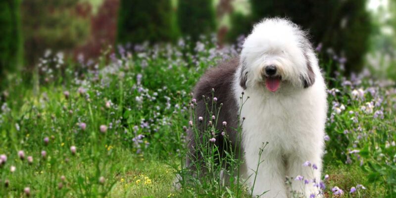 Raseprofil: Old english sheepdog