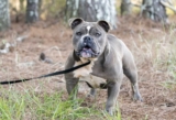 Raseprofil: Olde english bulldogge
