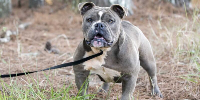 Raseprofil: Olde english bulldogge