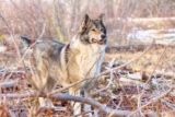Raseprofil: Østsibirsk laika
