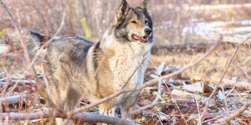 Raseprofil: Østsibirsk laika
