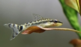 En komplett guide til hold av otto (otocinclus)