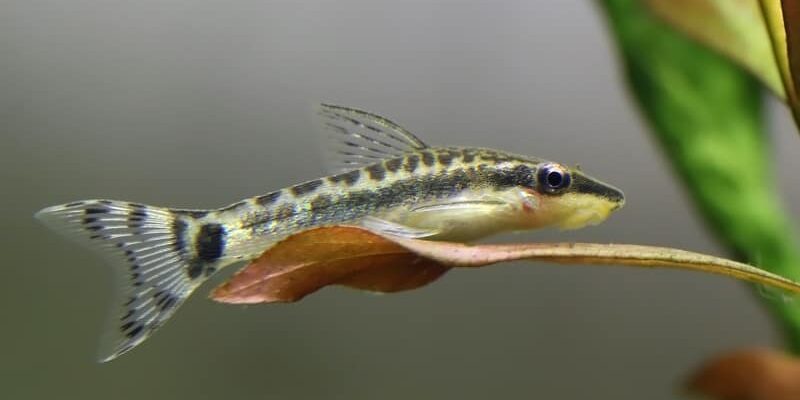 En komplett guide til hold av otto (otocinclus)